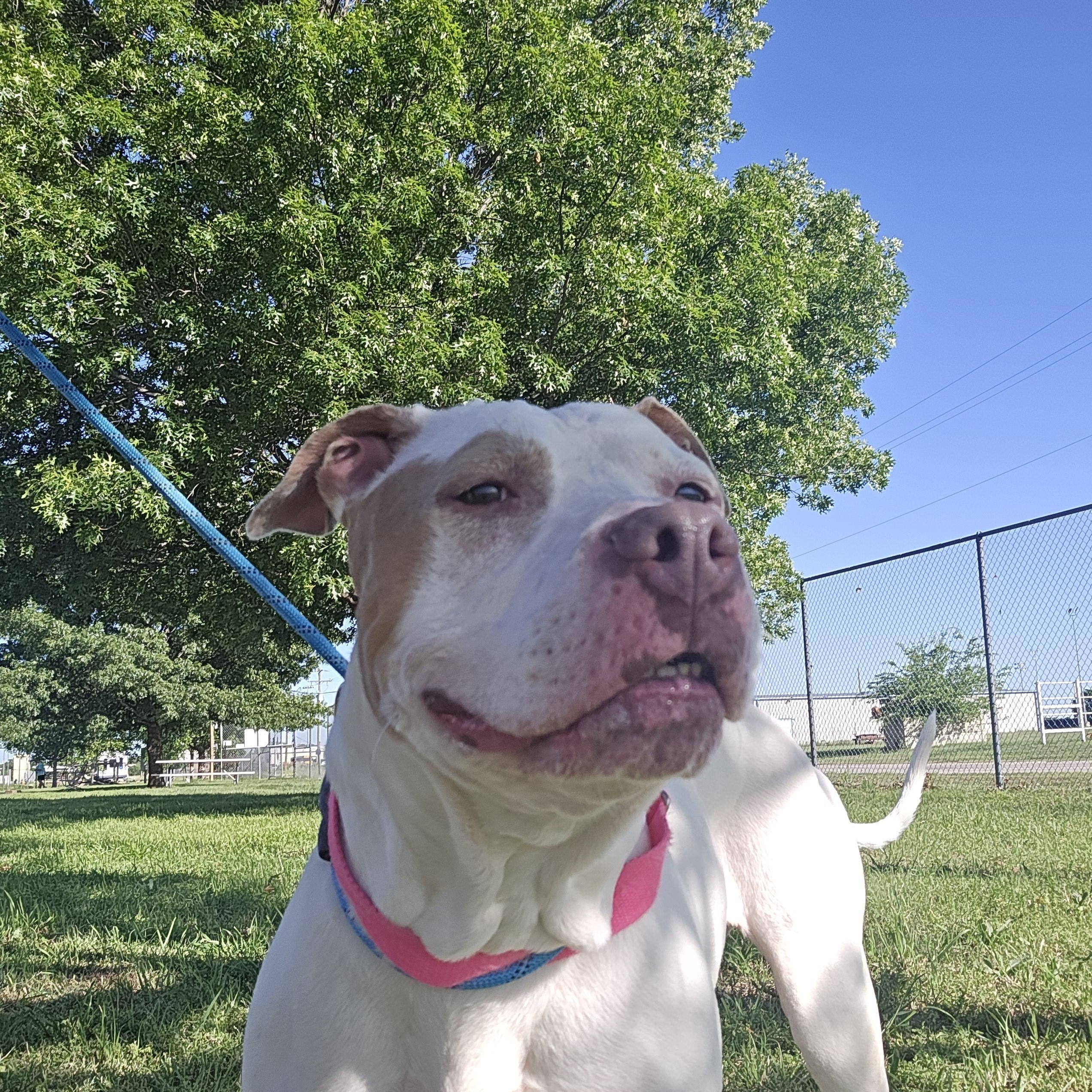 Enlarge Baby, a ADOPTABLE mixed breed in Graham, TX image 4/5