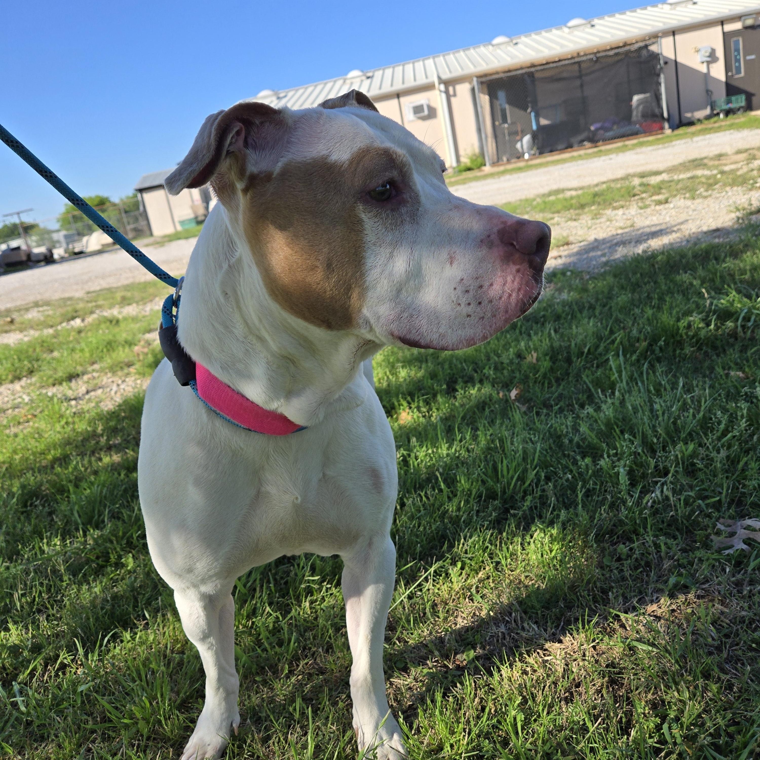 Enlarge Baby, a ADOPTABLE mixed breed in Graham, TX image 3/5