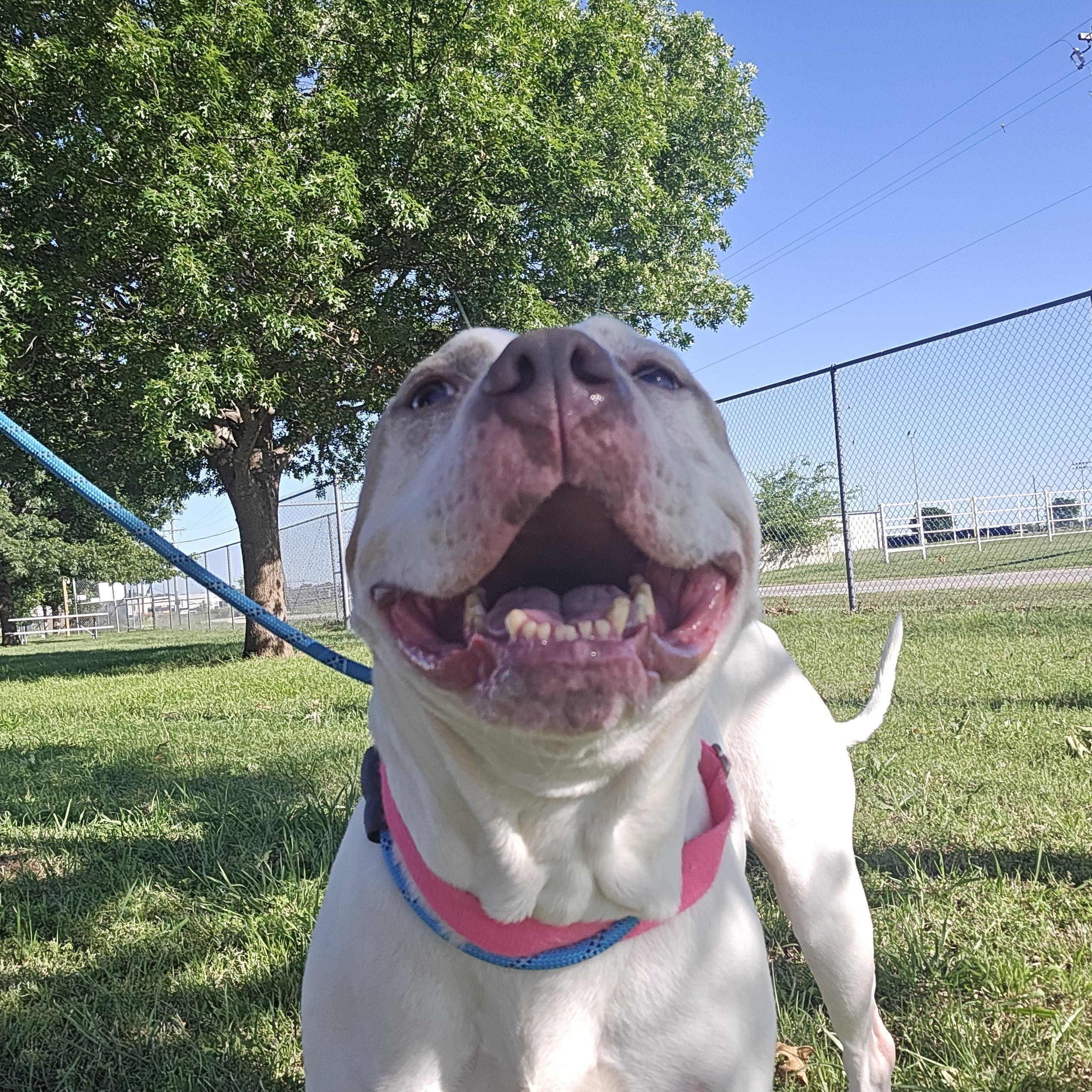 Baby, ADOPTABLE, Senior Female Pit Bull Terrier & Mixed Breed.