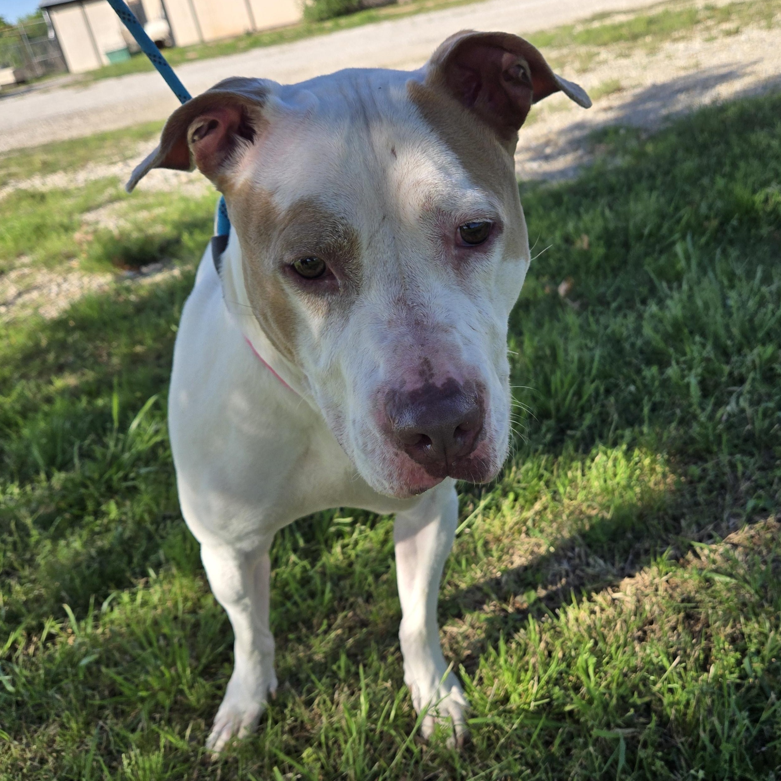 Enlarge Baby, a ADOPTABLE mixed breed in Graham, TX image 5/5