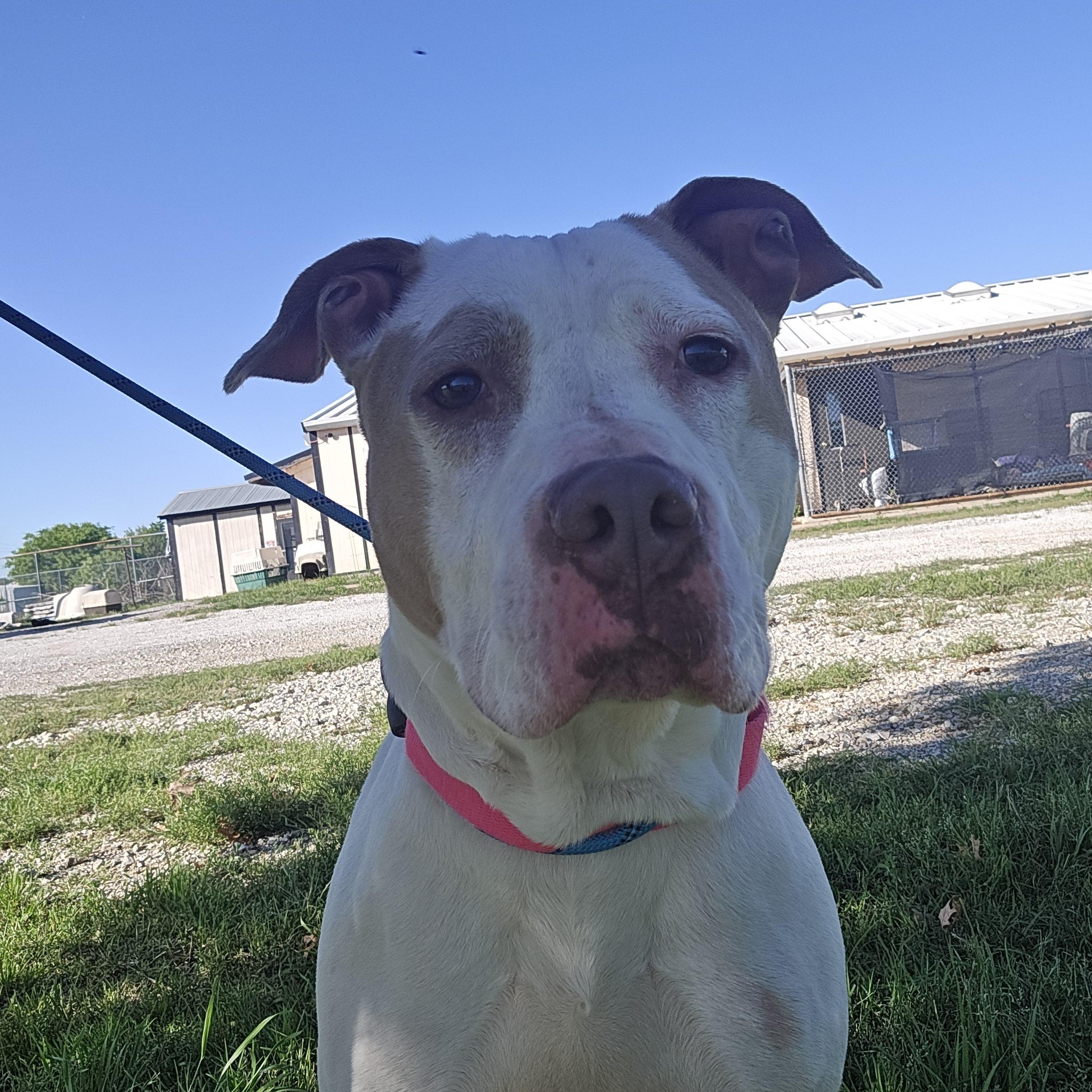 Enlarge Baby, a ADOPTABLE mixed breed in Graham, TX image 2/5