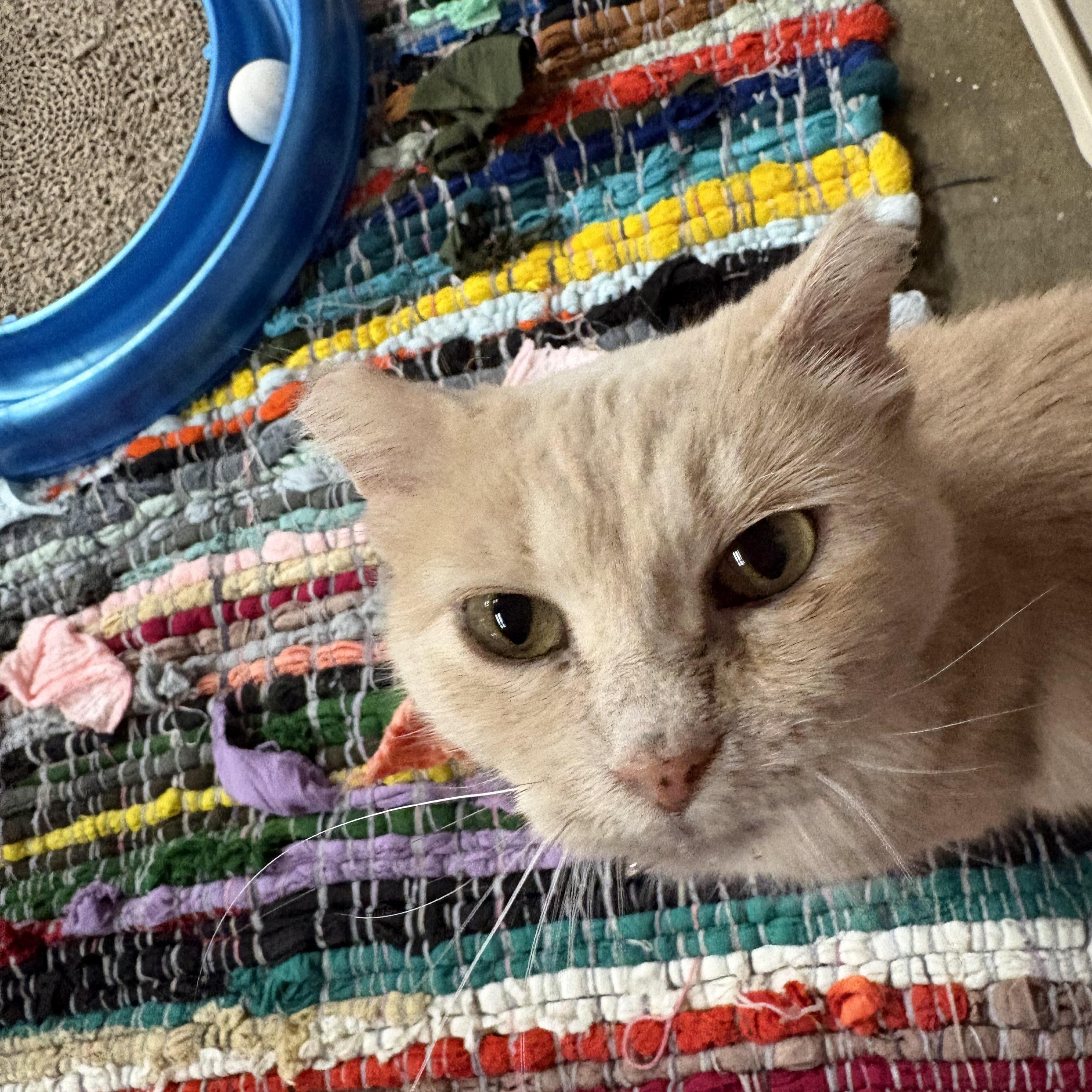 Buff, ADOPTABLE, Adult Female Domestic Short Hair.