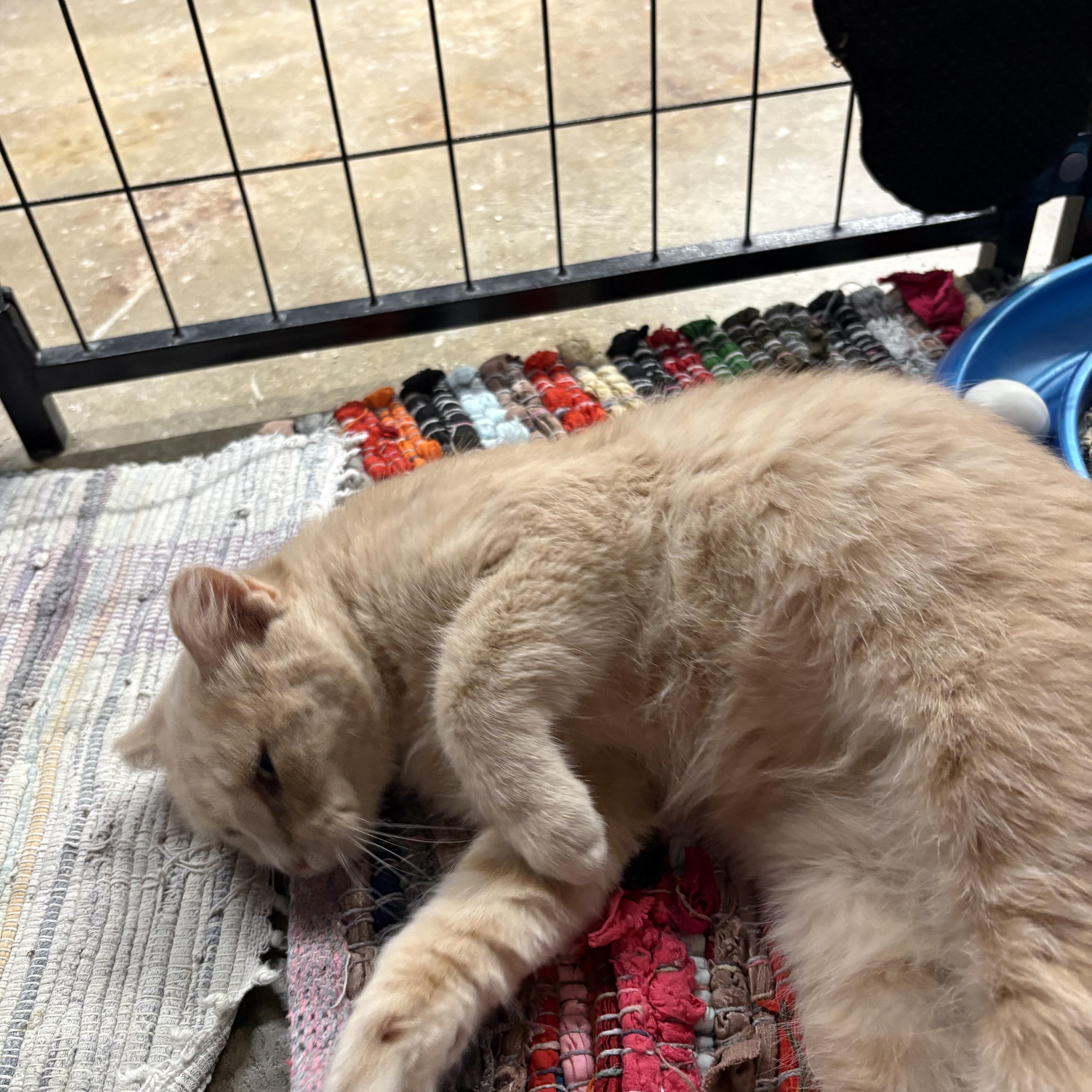 Buff, a ADOPTABLE Domestic Short Hair in Faribault, MN image 2/2