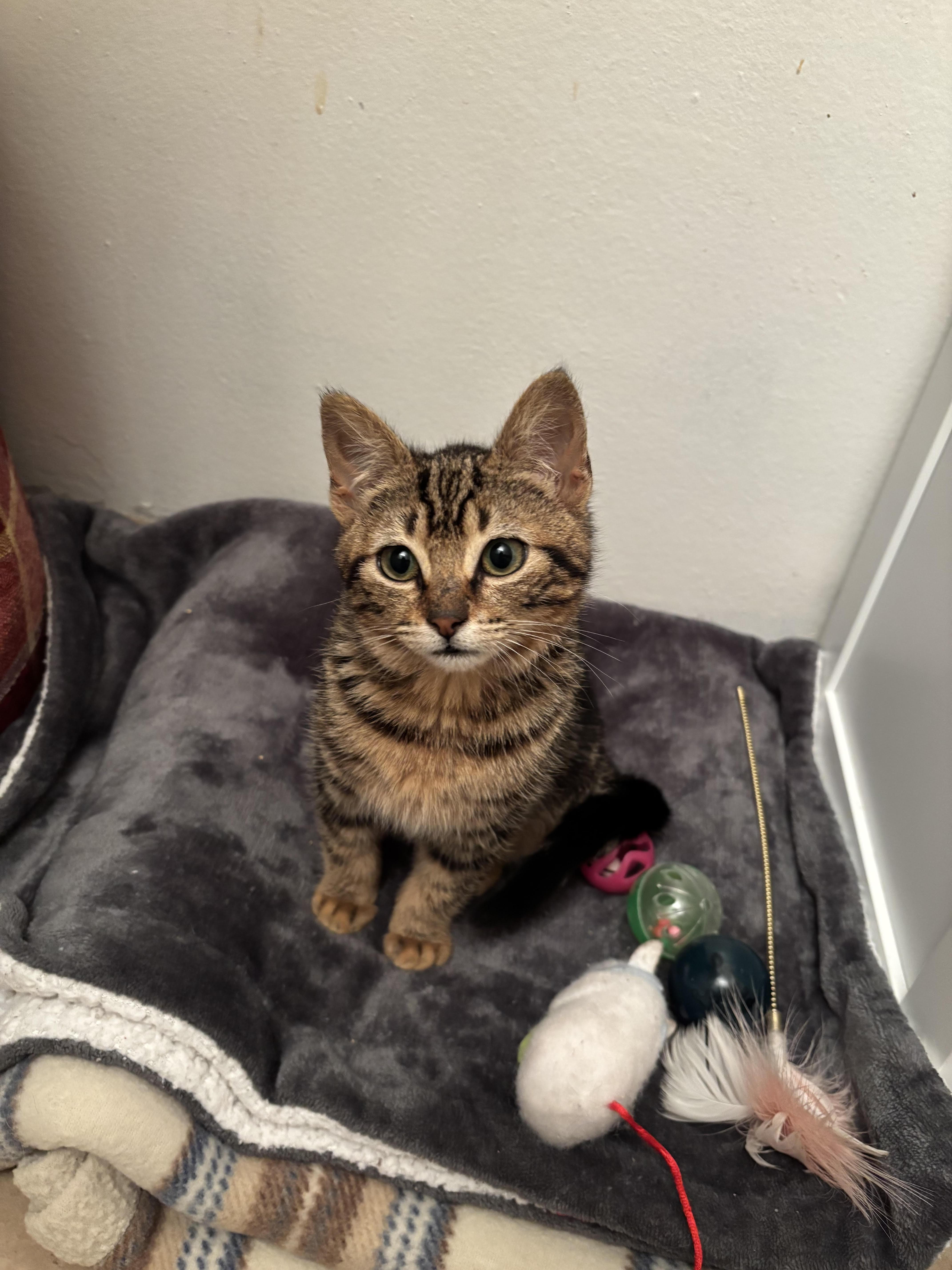 Lola — thumbnail 2