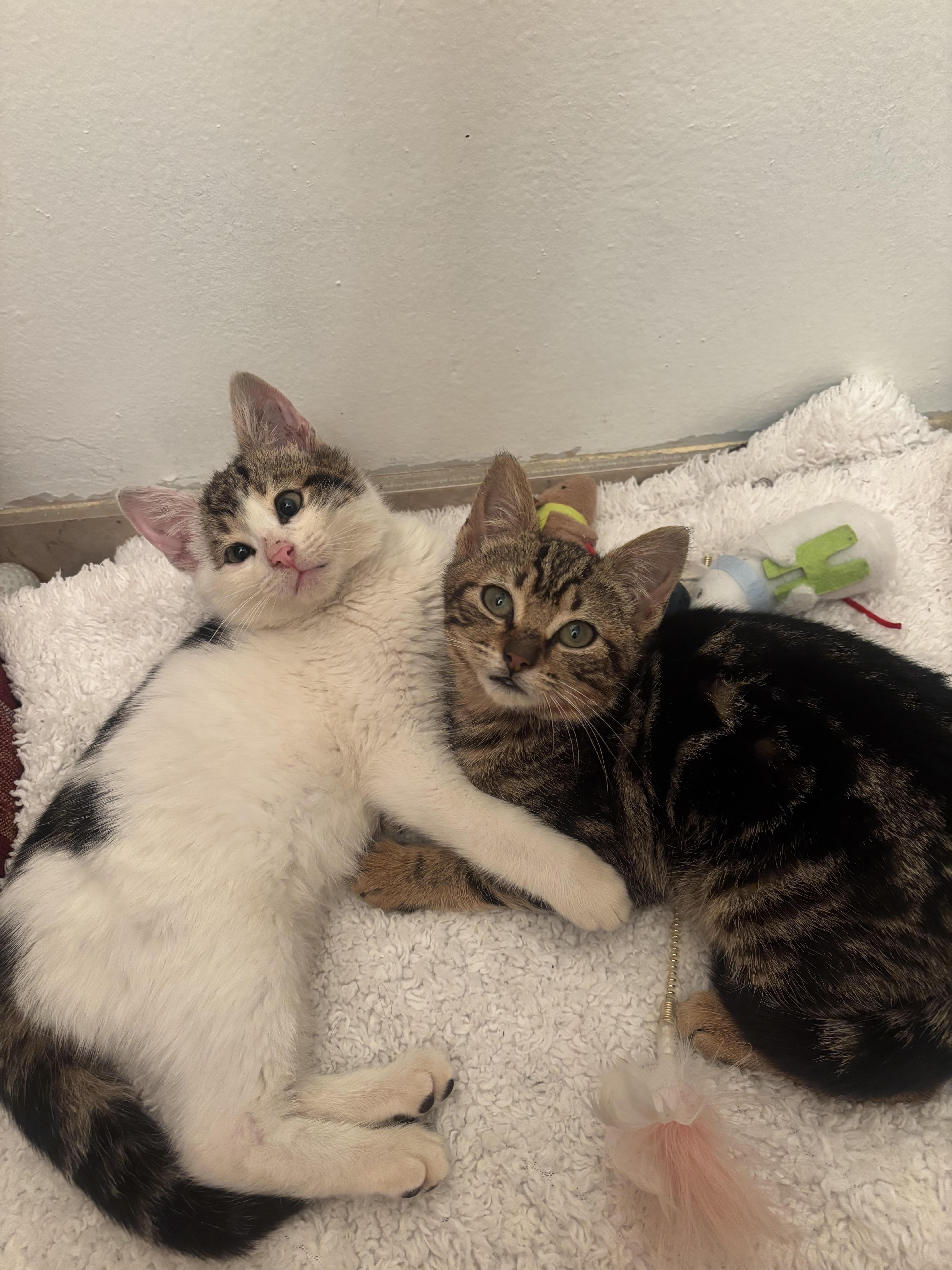 Lola — thumbnail 3