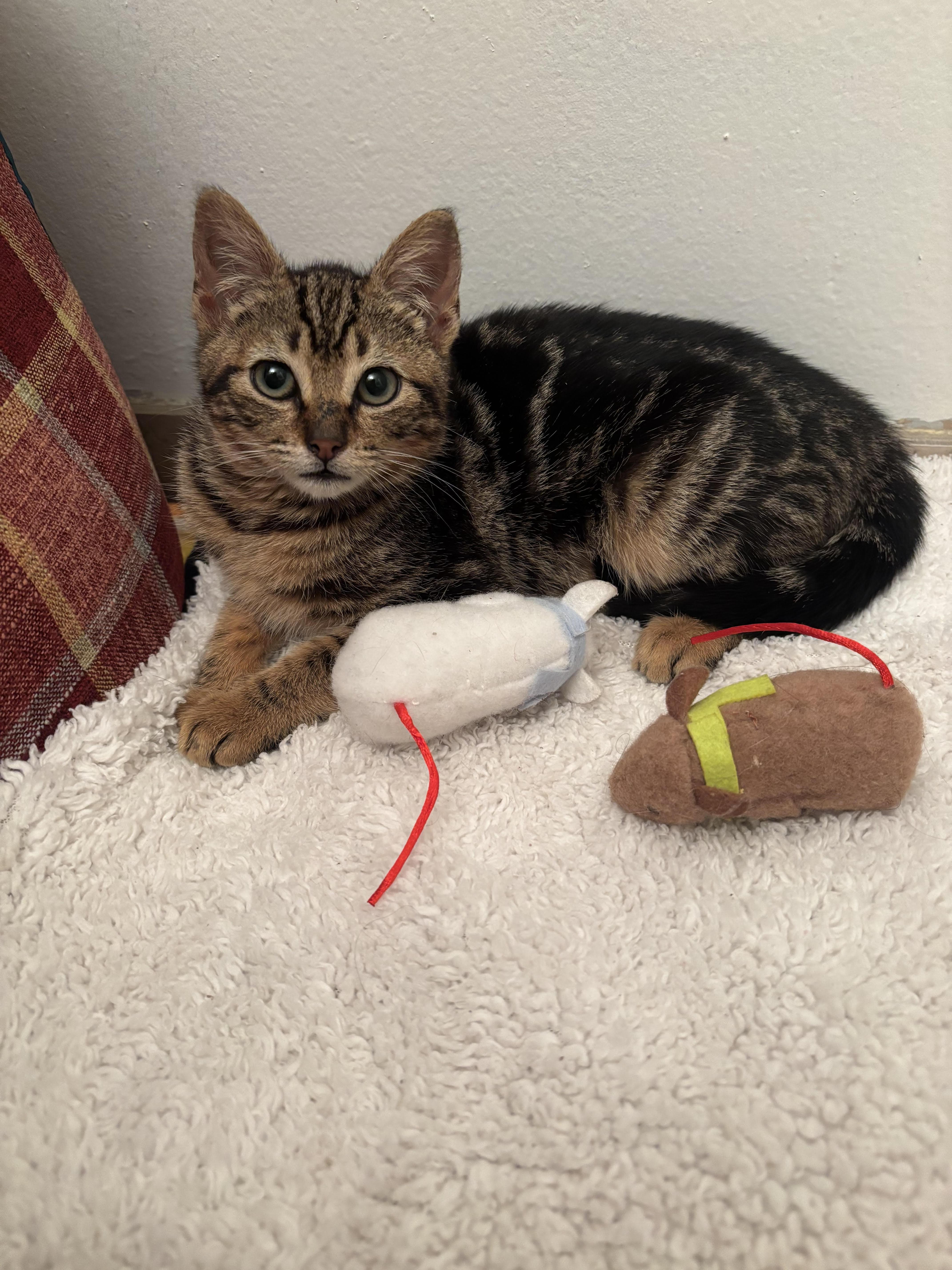 Lola — thumbnail 5