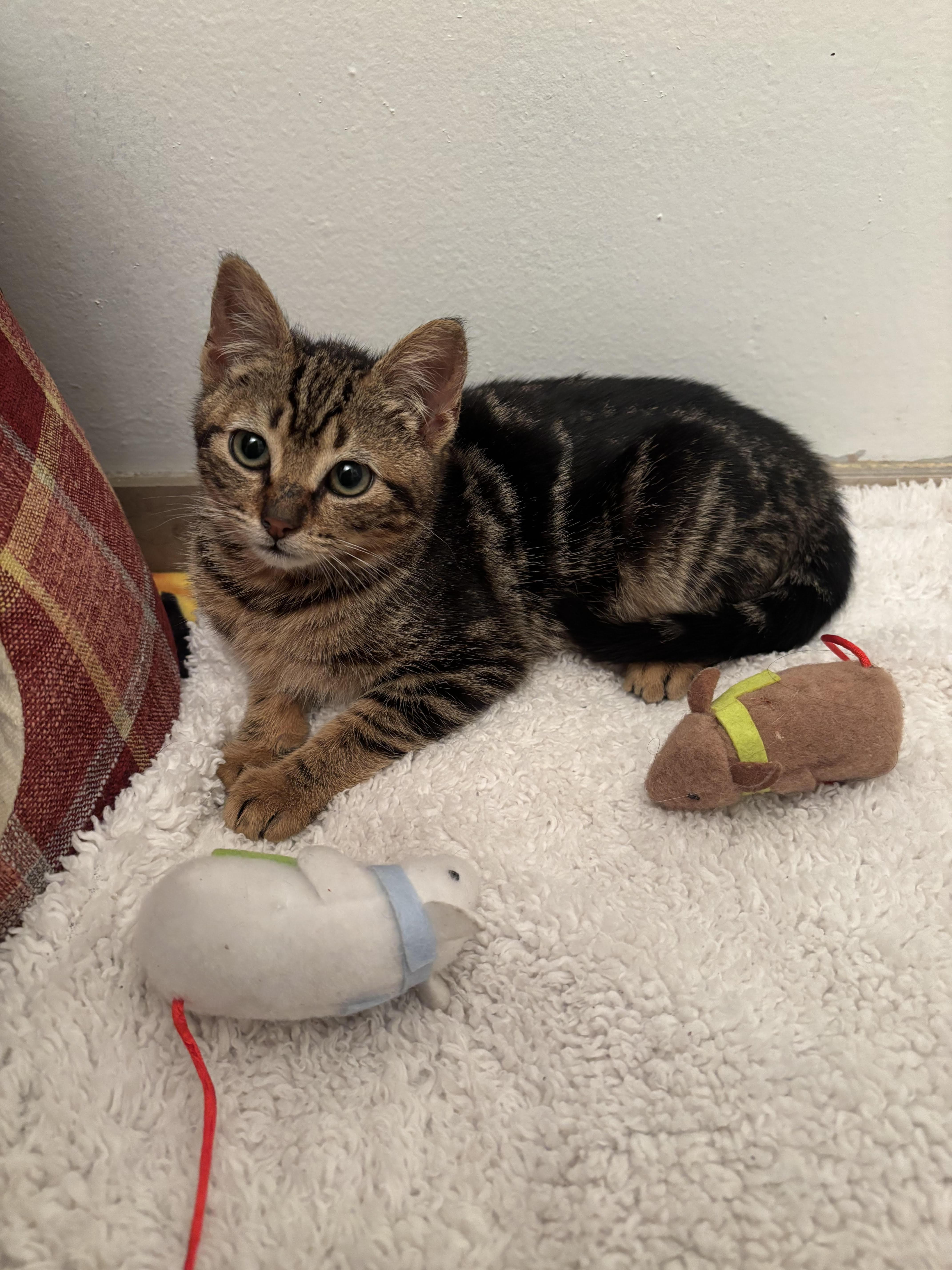 Lola — thumbnail 6