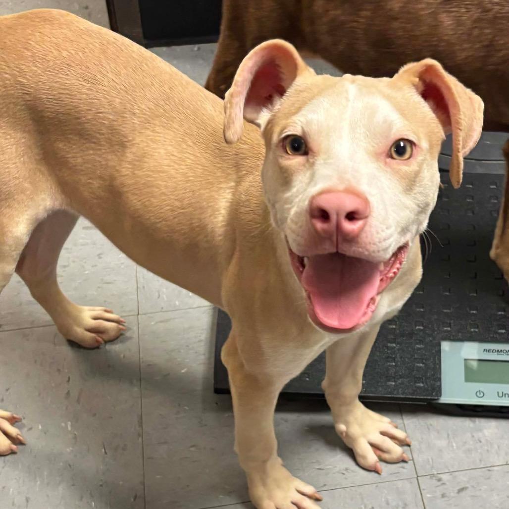 Wallace *, Adoptable, Young Male Pit Bull Terrier & Mixed Breed.