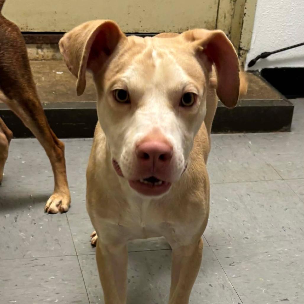 Enlarge Wallace *, a Adoptable mixed breed in Wadena, MN image 2/5
