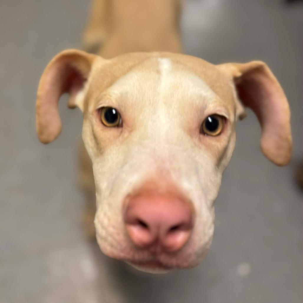 Enlarge Wallace *, a Adoptable mixed breed in Wadena, MN image 3/5