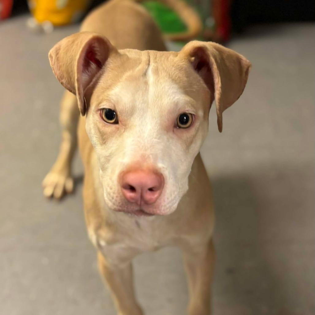 Enlarge Wallace *, a Adoptable mixed breed in Wadena, MN image 4/5