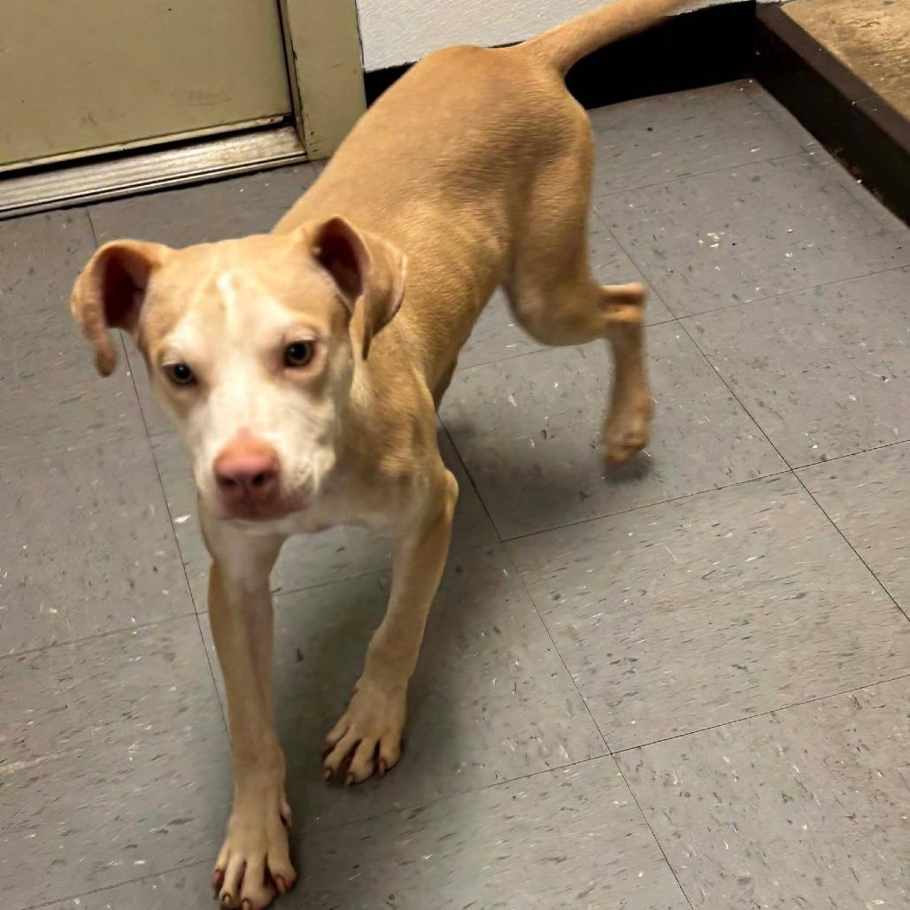 Enlarge Wallace *, a Adoptable mixed breed in Wadena, MN image 5/5
