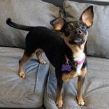 Enlarge Roxy, an adopted Mixed Breed in Lansing, MI image 1/1