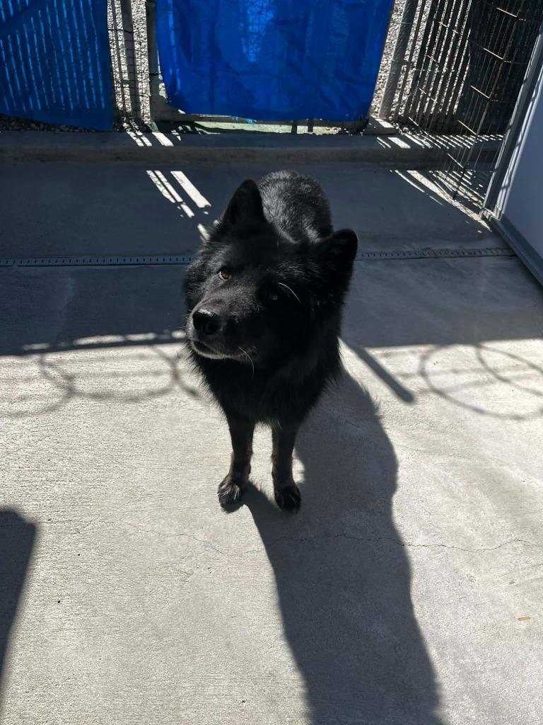Enlarge Sammy, a Adoptable mixed breed in Newman, CA image 1/3