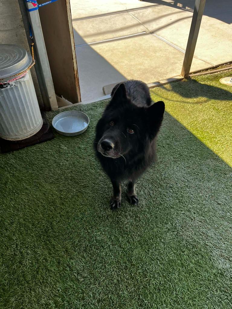 Enlarge Sammy, a Adoptable mixed breed in Newman, CA image 2/3