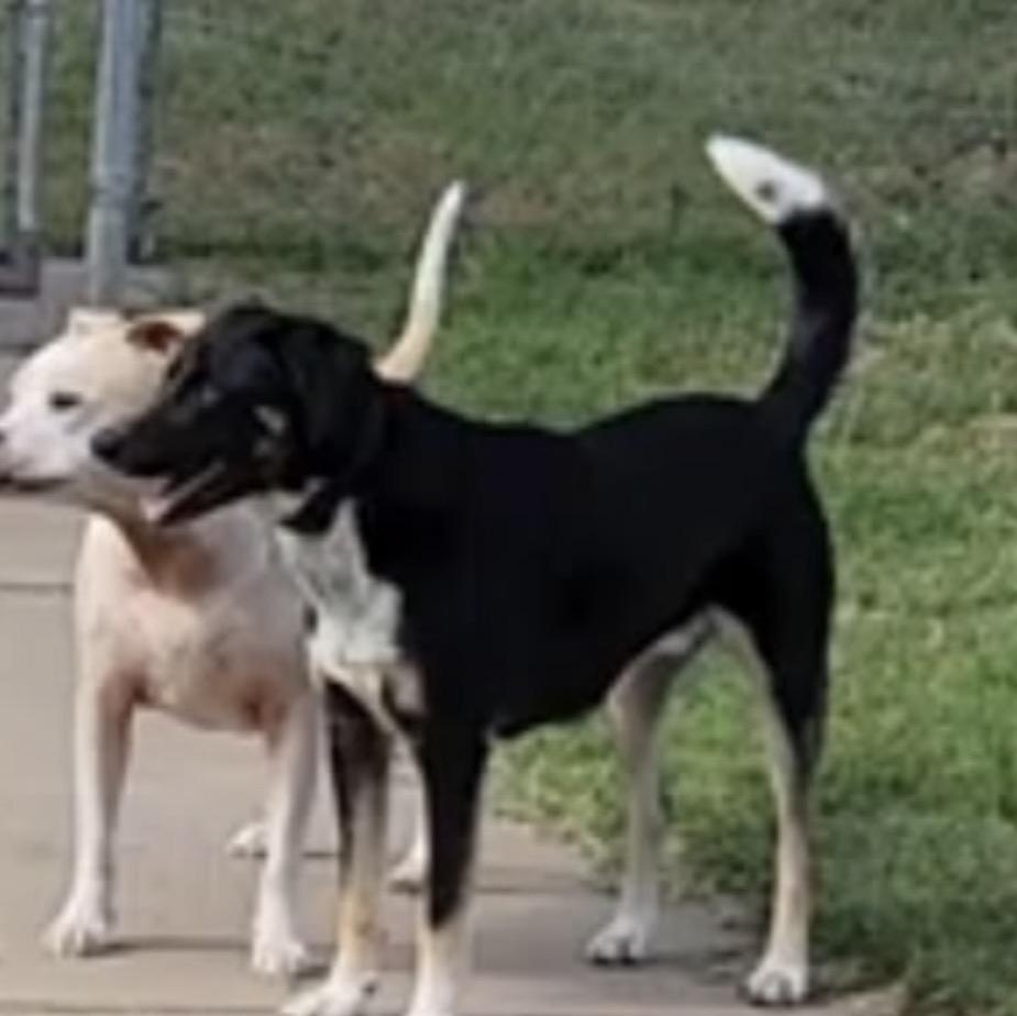 Enlarge Rosko-COURTESY LISTING, a ADOPTABLE mixed breed in Louisburg, KS image 2/3