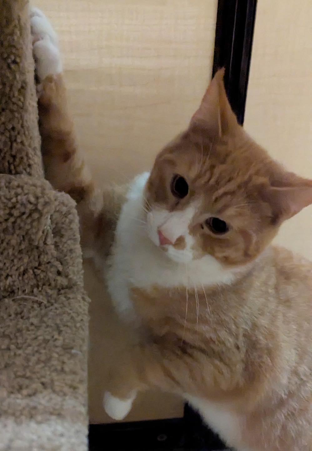 Quincy, ADOPTABLE, Kitten Male Tabby.