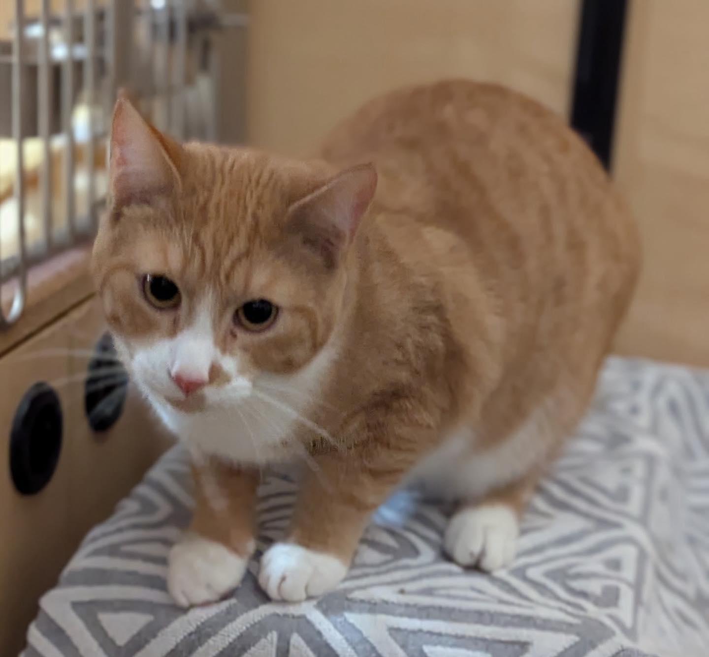 Enlarge Quincy, a ADOPTABLE Tabby in Noblesville, IN image 2/4