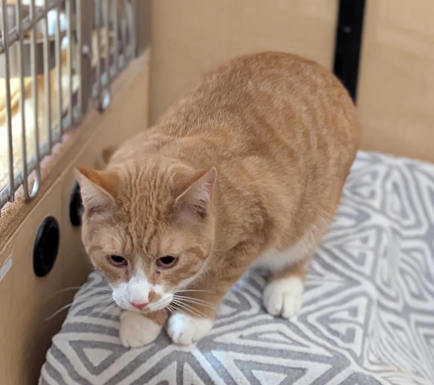 Enlarge Quincy, a ADOPTABLE Tabby in Noblesville, IN image 4/4