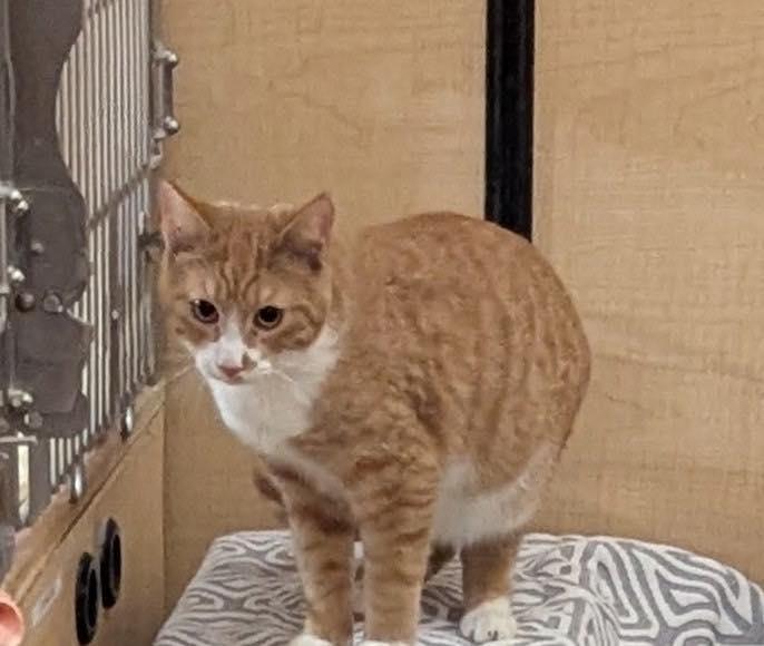 Enlarge Quincy, a ADOPTABLE Tabby in Noblesville, IN image 3/4