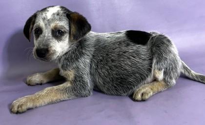 Wrangler — thumbnail 2