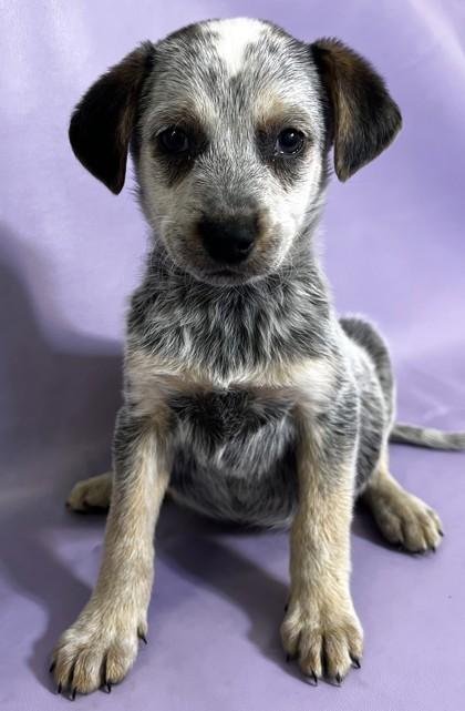 Wrangler — thumbnail 3