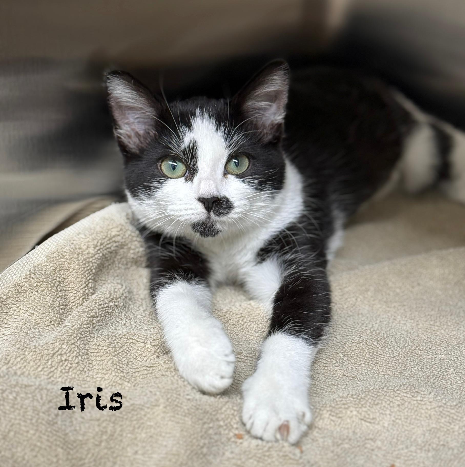 Iris, Baby Female unknown