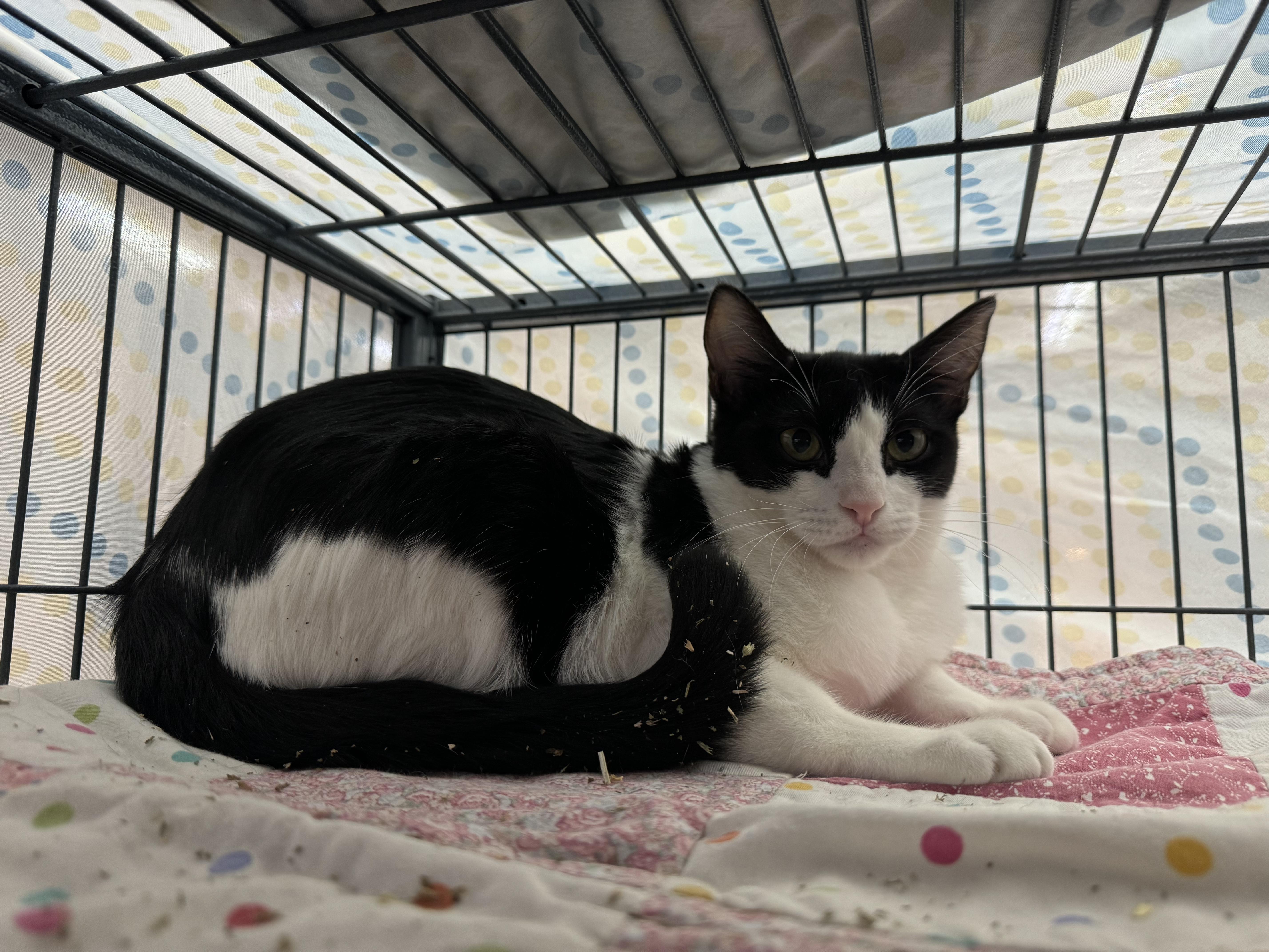 Enlarge Pounce, a Adoptable Domestic Short Hair in Wasilla, AK image 2/4