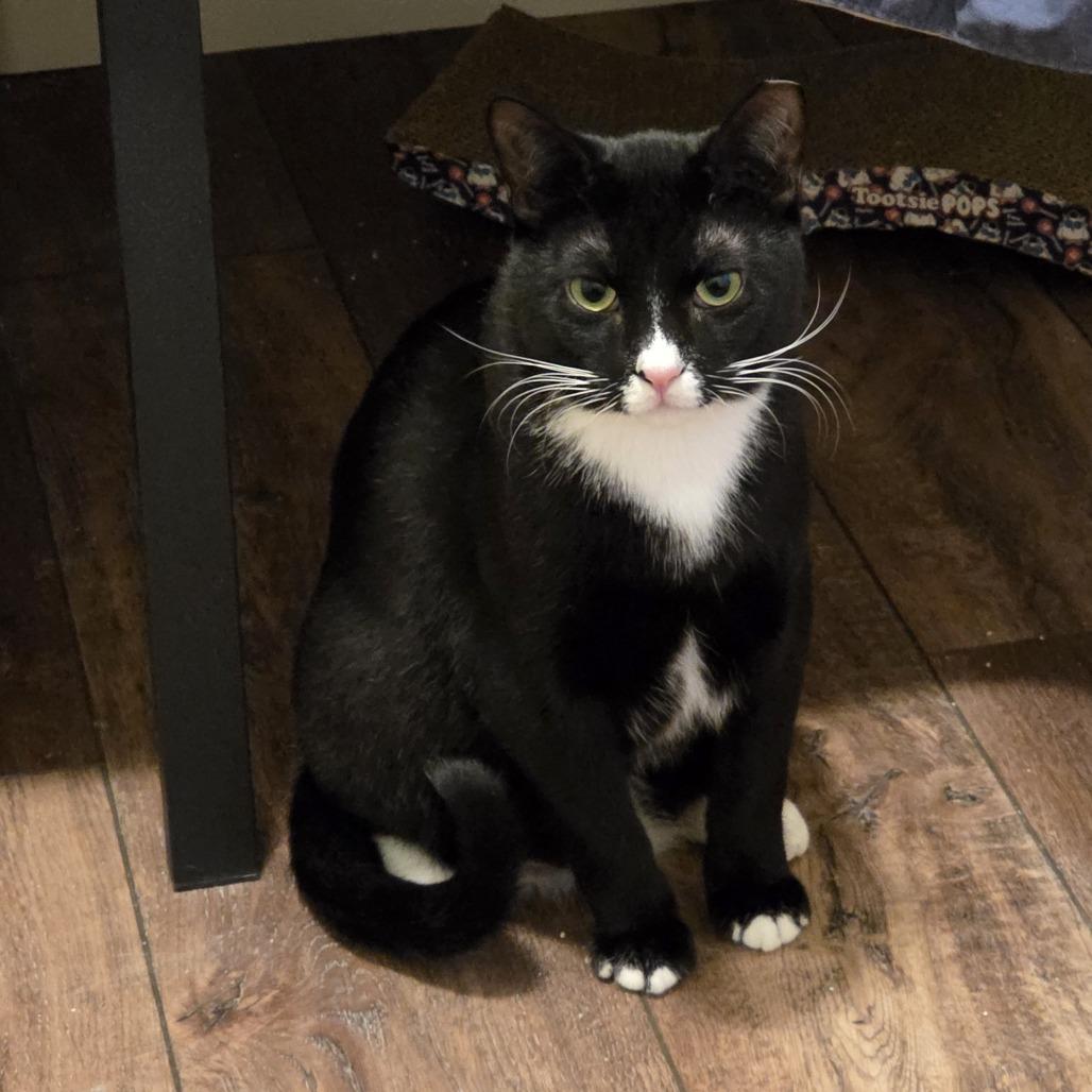 Jack, Adoptable, Young Male Domestic Short Hair.