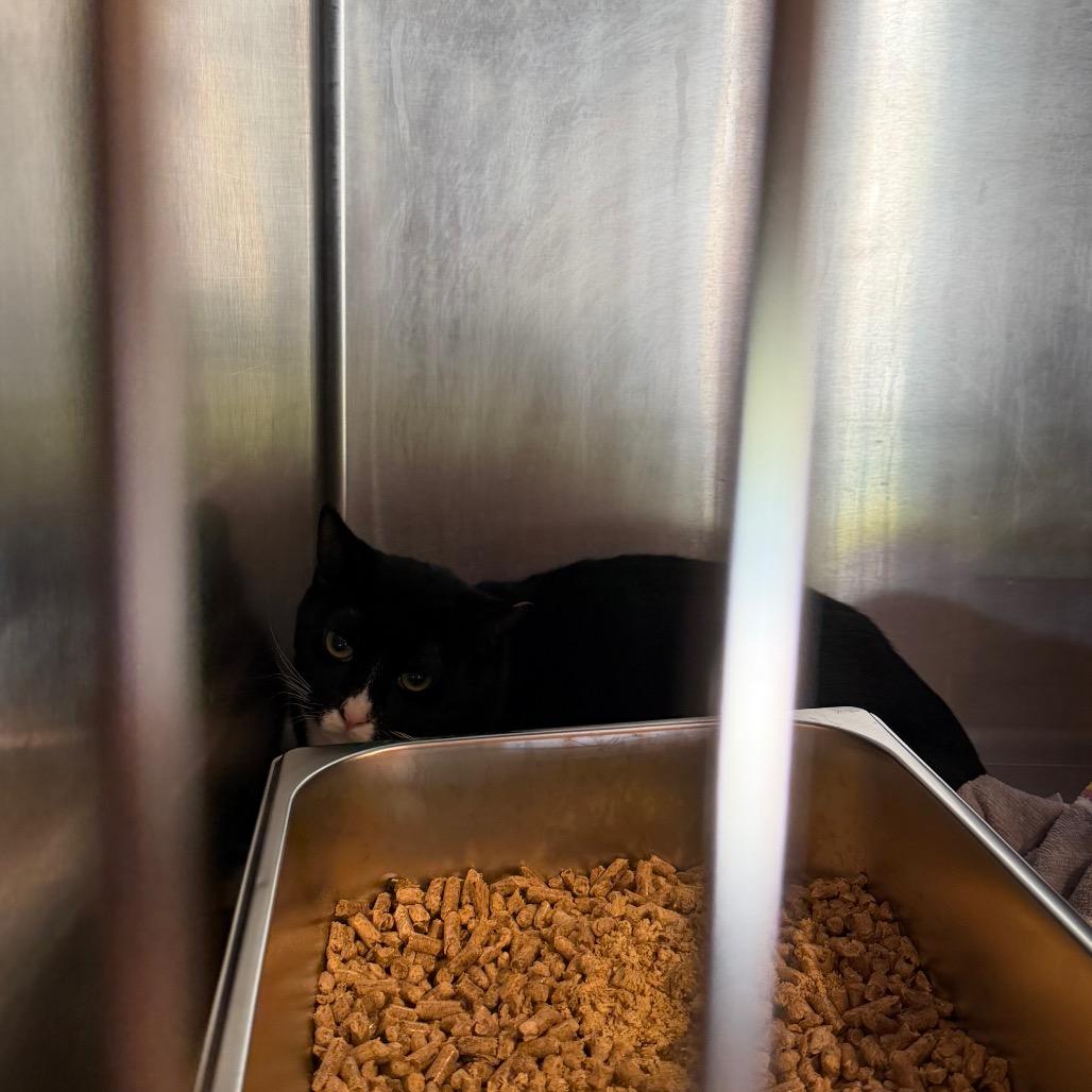 Enlarge Jack, a Adoptable Domestic Short Hair in Boulder, CO image 2/2