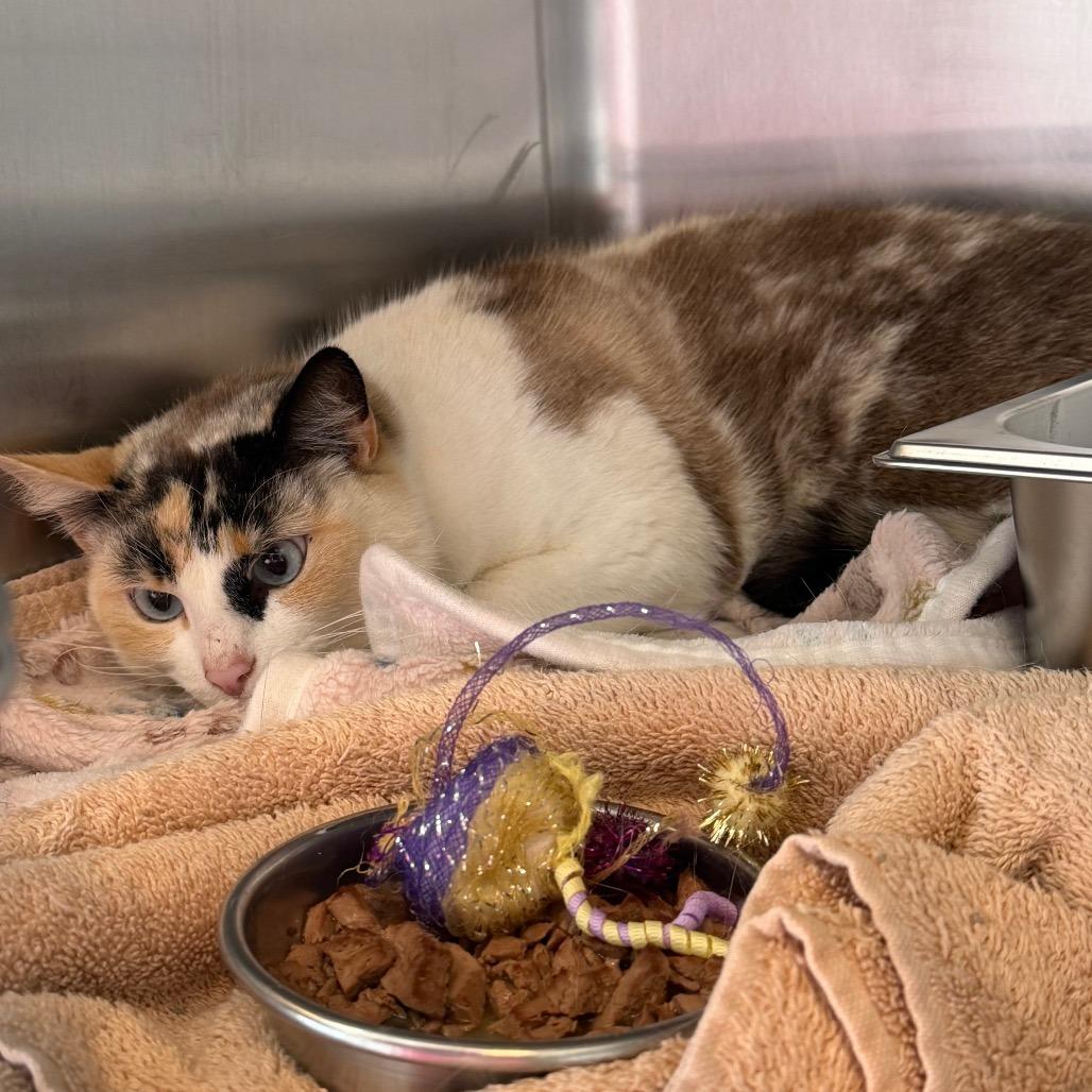 Zuma, Adoptable, Adult Female Siamese & Domestic Short Hair.