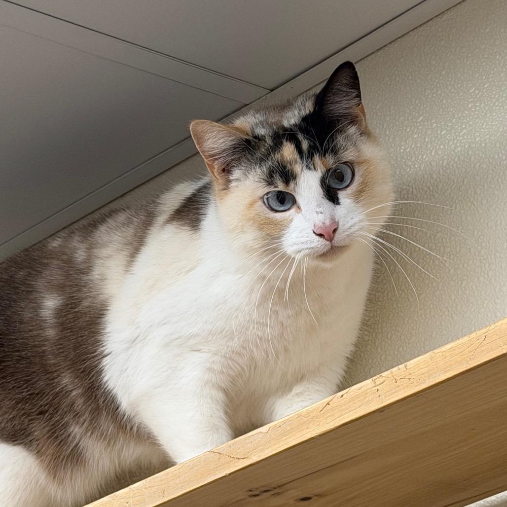 Enlarge Zuma, a Adoptable mixed breed in Blairsville, GA image 2/2