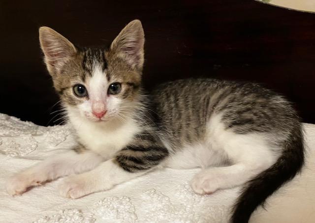 Gladys, adopted, Kitten Female Domestic Short Hair.