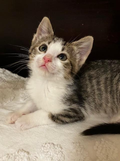 Gladys, an adopted Domestic Short Hair in Pasco, WA image 3/4