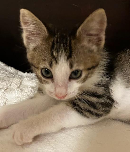 Gladys, an adopted Domestic Short Hair in Pasco, WA image 2/4