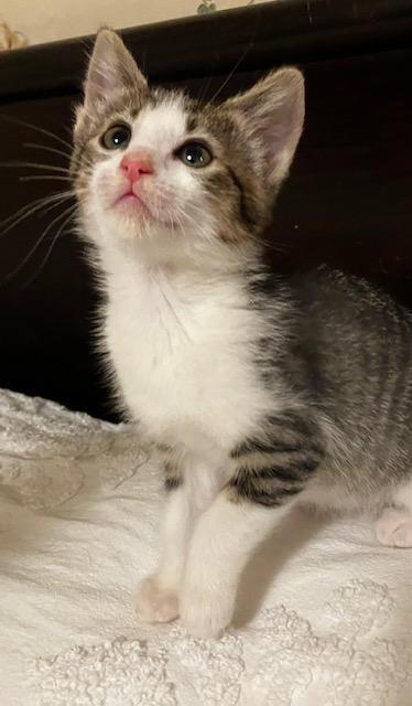 Gladys, an adopted Domestic Short Hair in Pasco, WA image 4/4