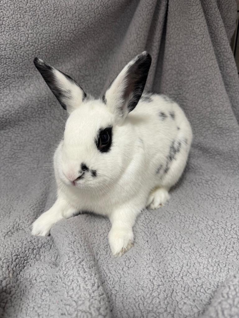 Cream (Bonded to Cookies), Adoptable, Adult Female Hotot.