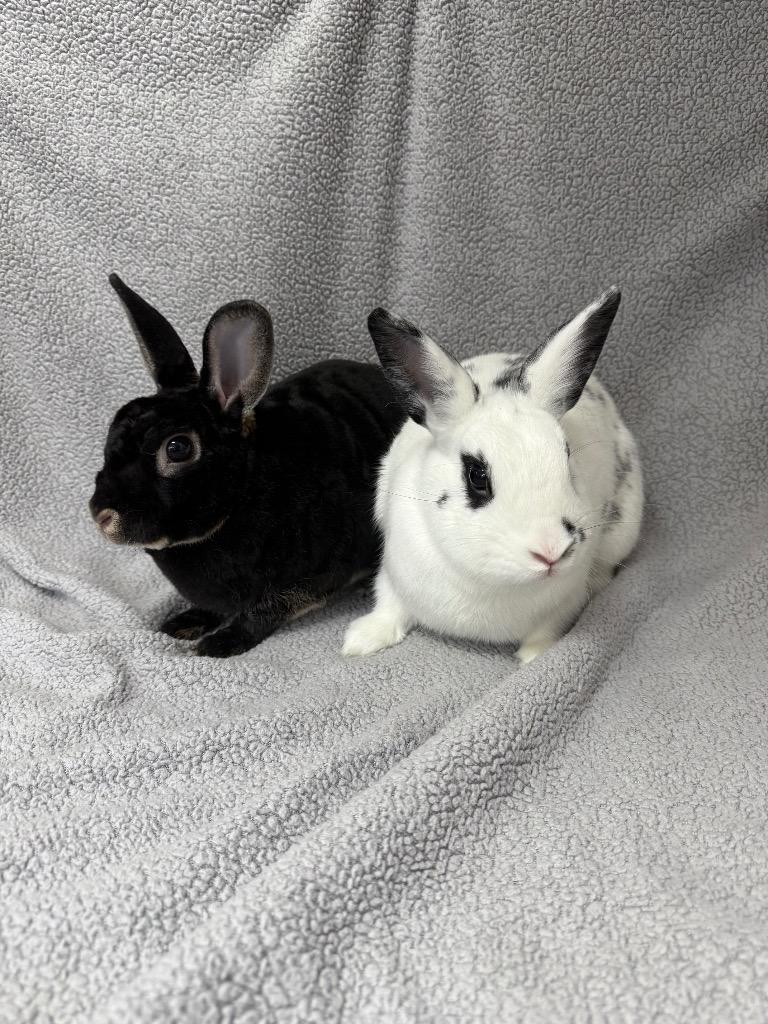 Enlarge Static-Bonded to Dyno, a Adoptable Hotot in Pomona, NY image 1/5