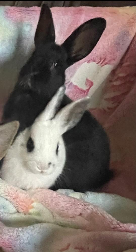 Enlarge Static-Bonded to Dyno, a Adoptable Hotot in Pomona, NY image 3/5