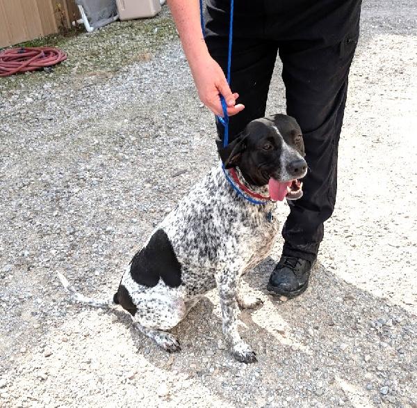 Enlarge Dixie, a Adoptable mixed breed in Louisville, KY image 3/3