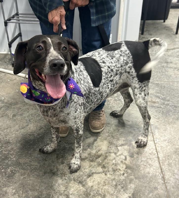 Dixie, Adoptable, Adult Female German Shorthaired Pointer.