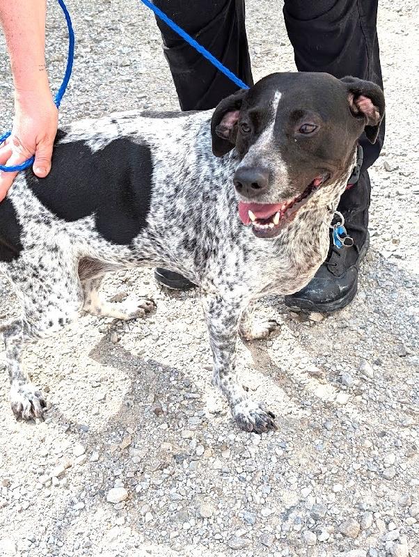 Enlarge Dixie, a Adoptable mixed breed in Louisville, KY image 2/3