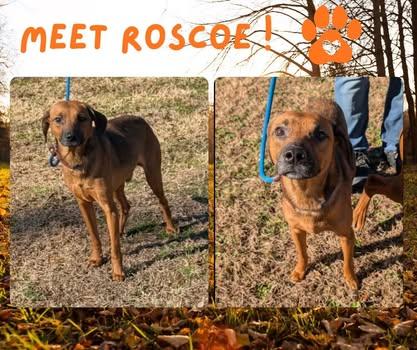 Roscoe, ADOPTABLE, Young Male Redbone Coonhound & Black Labrador Retriever.