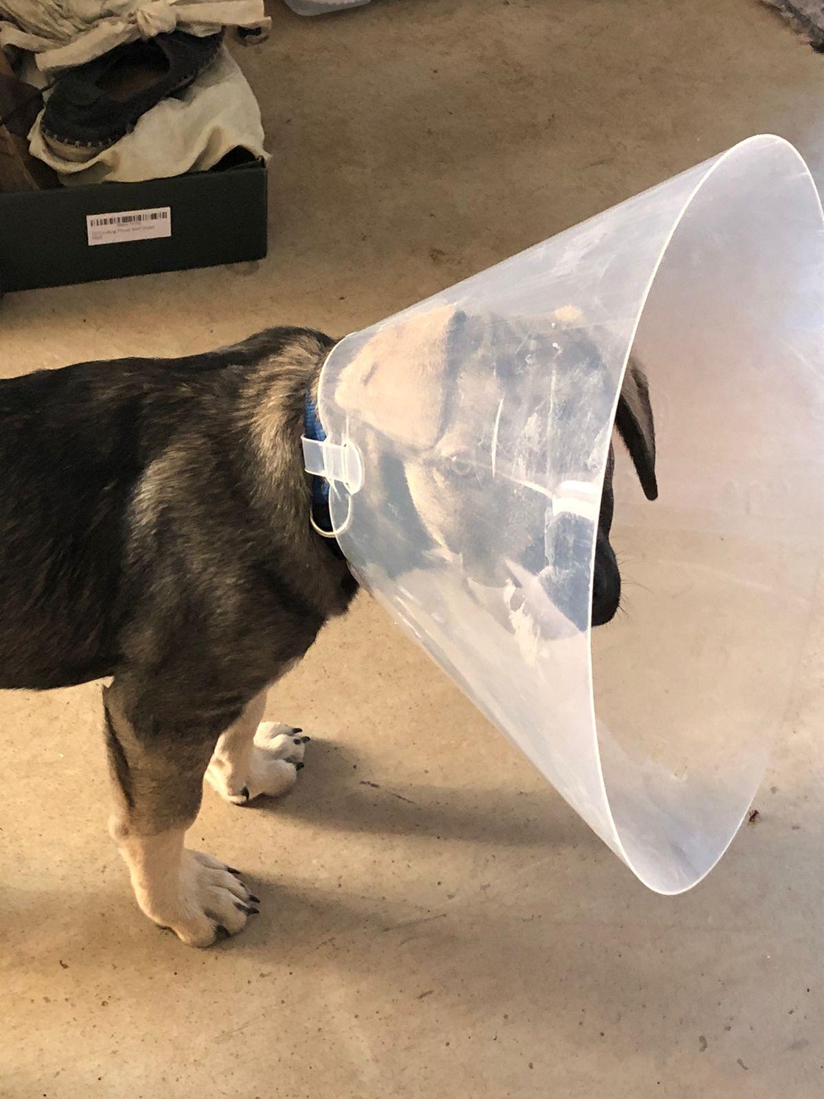 Enlarge Olivier, a Adoptable mixed breed in Sherwood, OR image 5/5