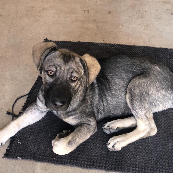 Enlarge Olivier, a Adoptable mixed breed in Sherwood, OR image 1/5