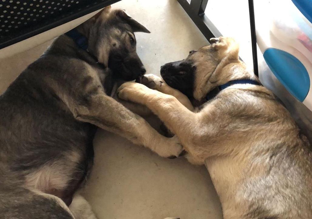 Enlarge Olivier, a Adoptable mixed breed in Sherwood, OR image 3/5