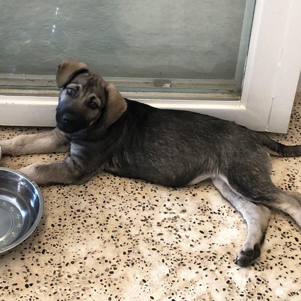 Enlarge Olivier, a Adoptable mixed breed in Sherwood, OR image 4/5