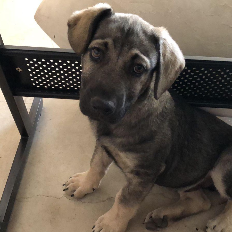 Enlarge Olivier, a Adoptable mixed breed in Sherwood, OR image 2/5