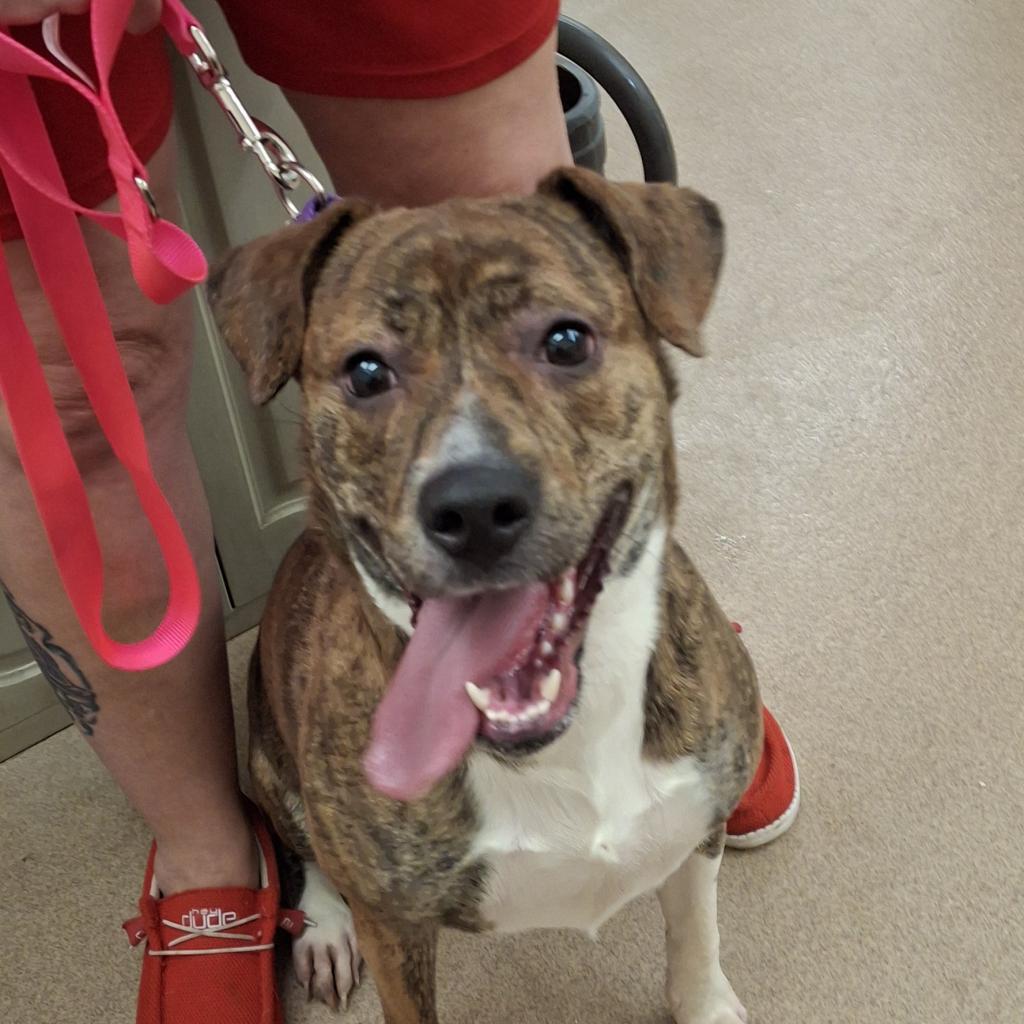 Enlarge Burrito, a Adoptable mixed breed in Zanesville, OH image 1/4