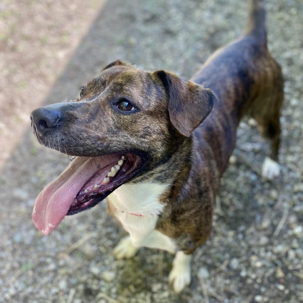 Enlarge Burrito, a Adoptable mixed breed in Zanesville, OH image 2/4